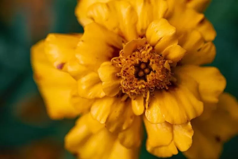 Proprietà della pianta di Tagetes